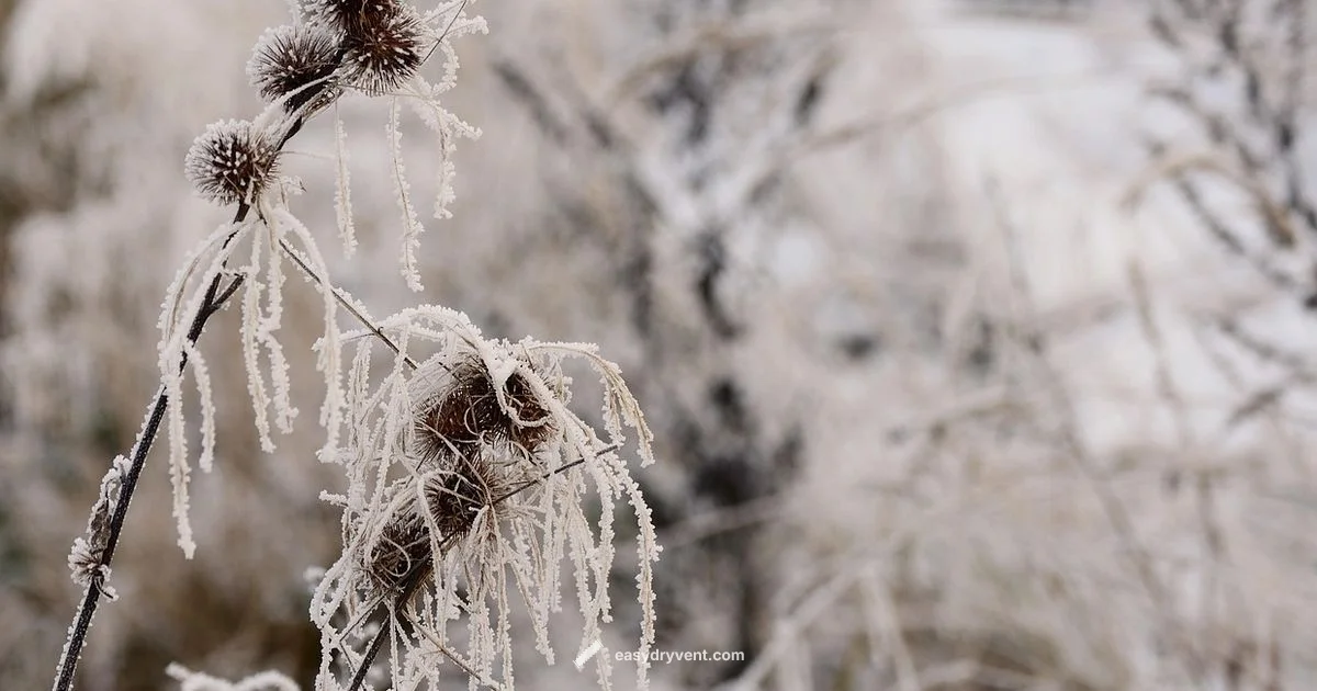 DIY Freeze Dryer - Easy DryVent