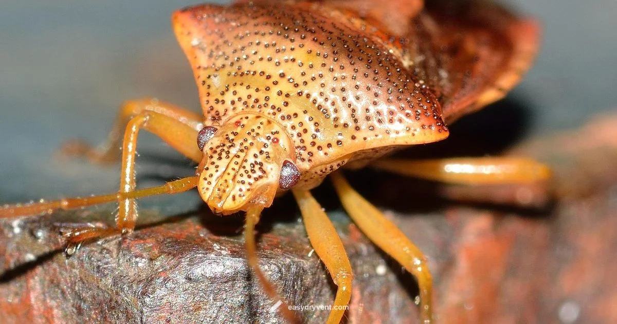 Heat Kill Check - Easy DryVent