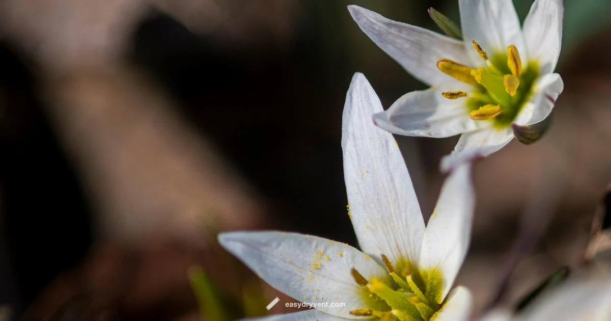 Amana Dryer Fix Amana Dryer Fix - Easy DryVent