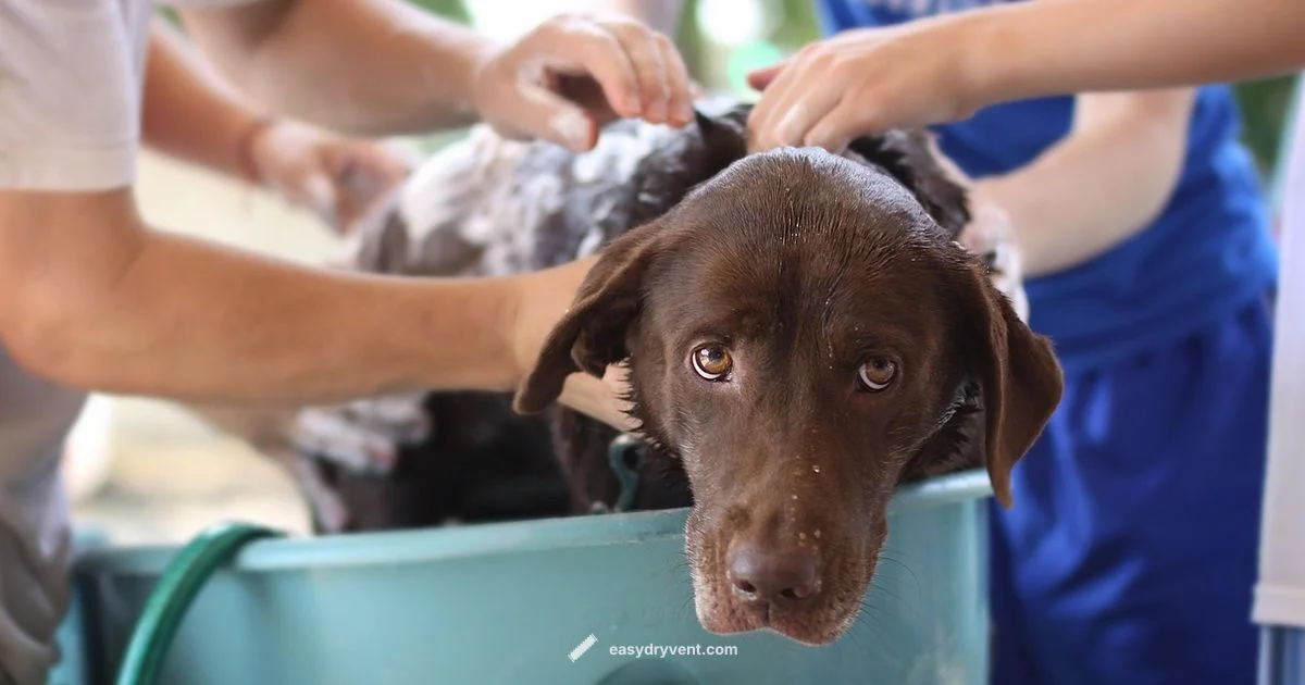 Dog Dryer Guide - Easy DryVent