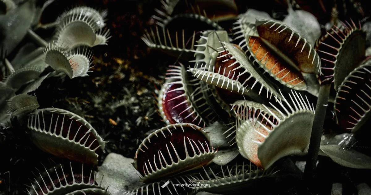 Lint Trap Guide Lint Trap Guide - Easy DryVent