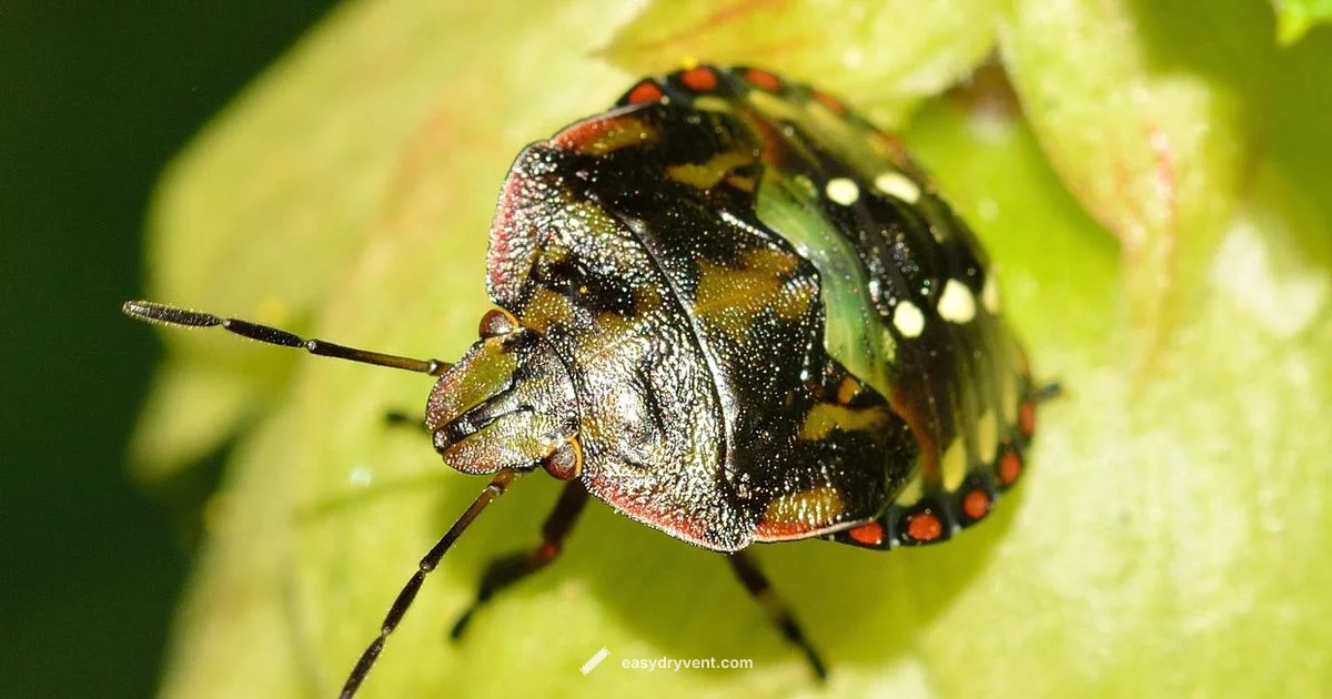 Bed Bug Laundries - Easy DryVent