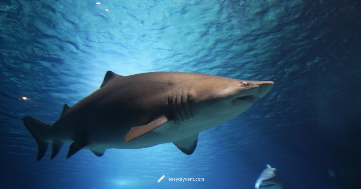 Sharks Hair Dryer Guide - Easy DryVent