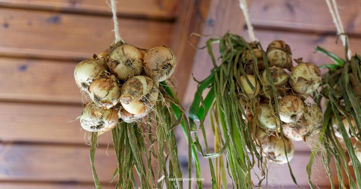 Drying Onions Guide - Easy DryVent