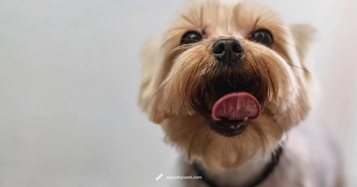 Dryer Safety for Pets Dryer Safety for Pets - Easy DryVent