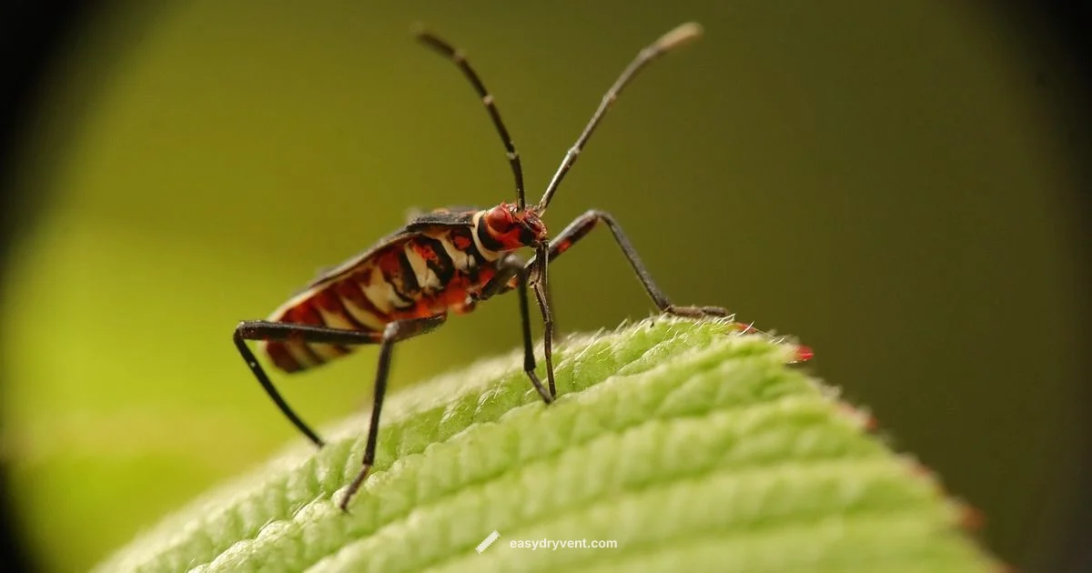 Dryer Bed Bug Guide - Easy DryVent