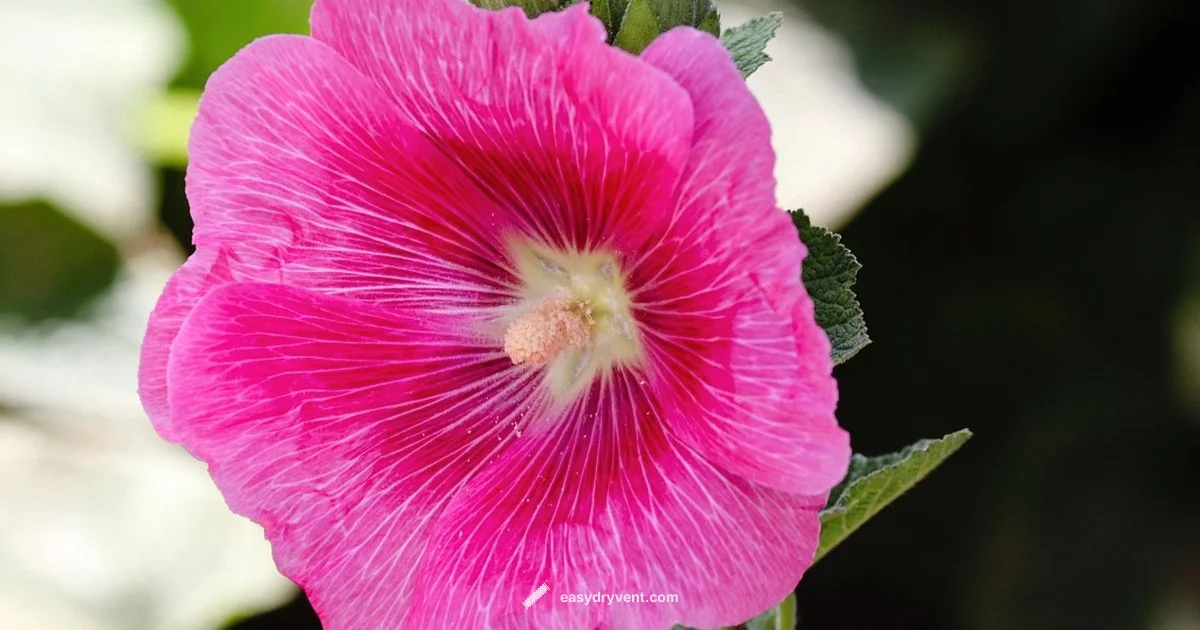 Dry & Press Flowers Dry & Press Flowers - Easy DryVent