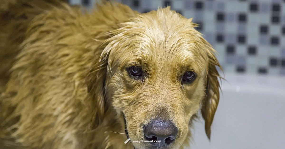 Pet Hair Balls - Easy DryVent