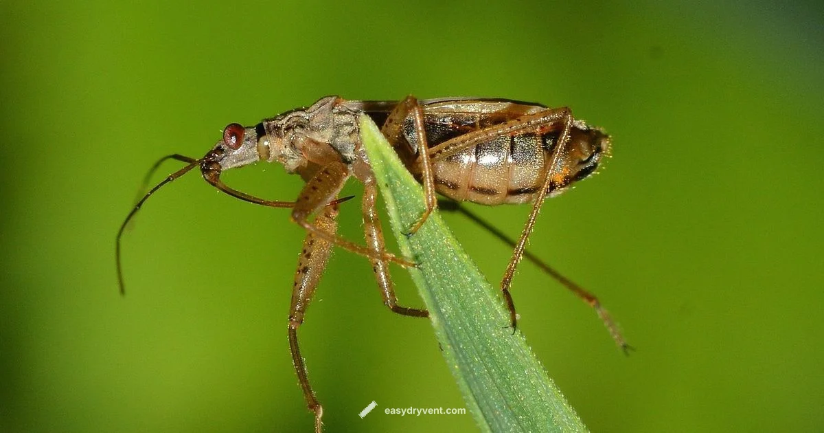 Bed Bug Heat Guide Bed Bug Heat Guide - Easy DryVent