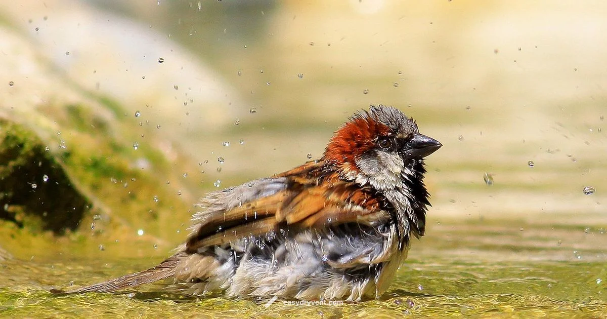 Bird Hair Dryer Review - Easy DryVent